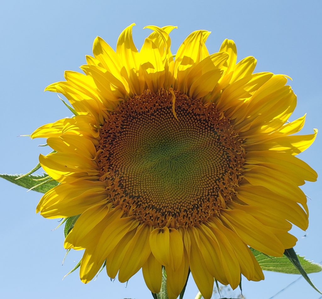 The Year of the Sunflower